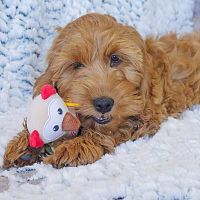 Картинка Игрушка Сова Вайзи от магазина Petcetera